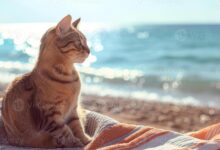 Catizen partners with google cloud to develop ai virtual pets reshaping the global pet industry ecosystem