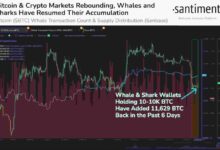 New bitcoin whales stop sub 90k btc price crash