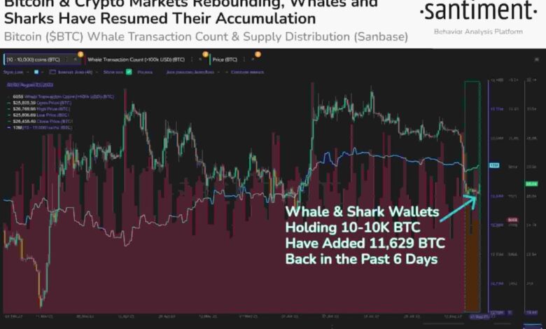 New bitcoin whales stop sub 90k btc price crash