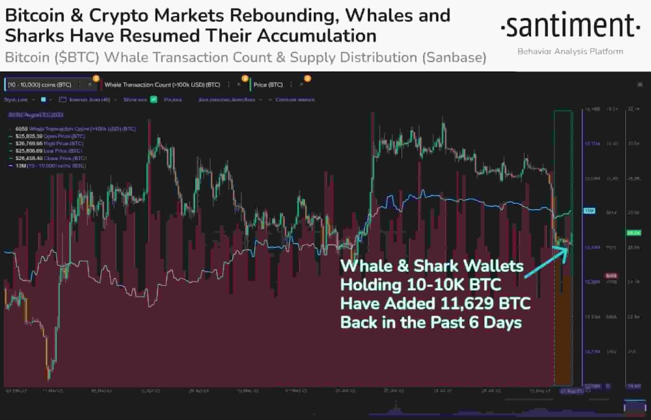 New bitcoin whales stop sub 90k btc price crash
