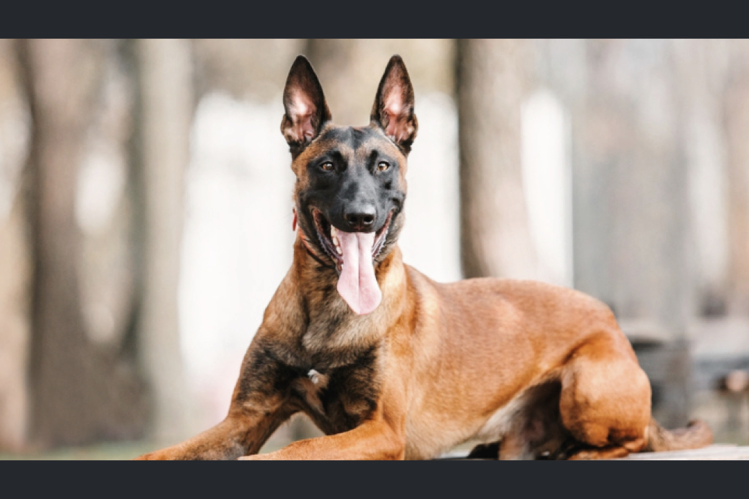 Cz dog name broccoli memecoin frenzy