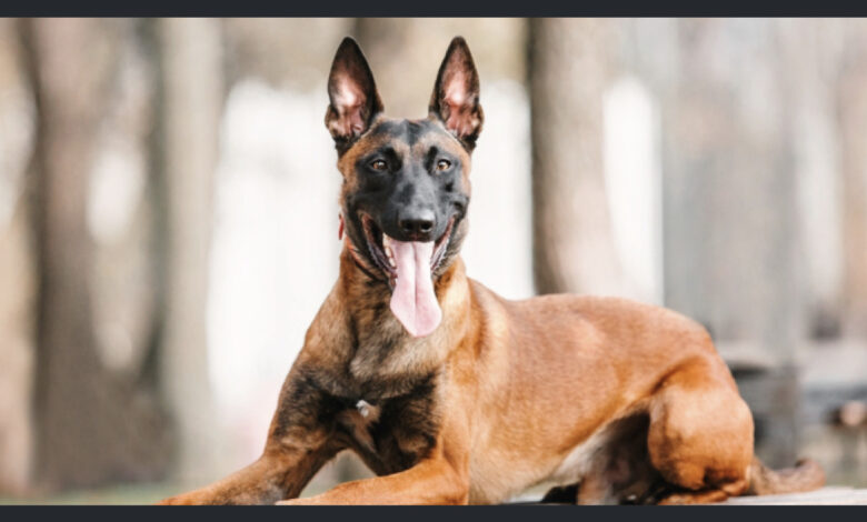 Cz dog name broccoli memecoin frenzy