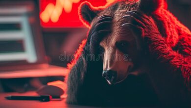 Usdc 56bn market cap regains losses bear market